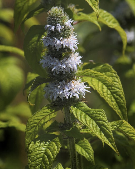 Blephilia hirsuta