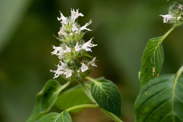 Blephilia hirsuta