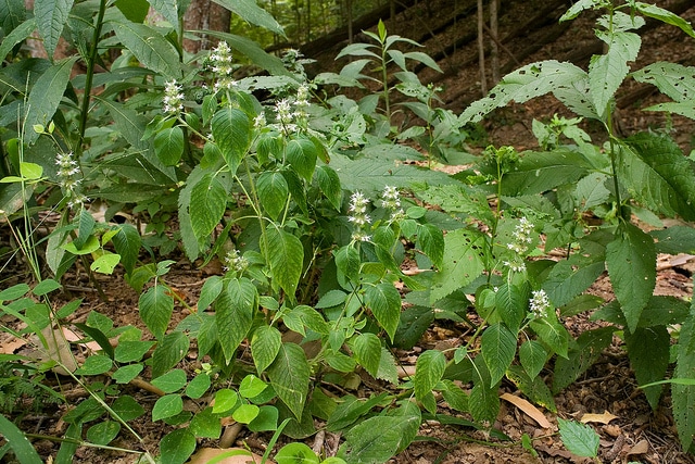Blephilia hirsuta (Blephilia hirsuta)