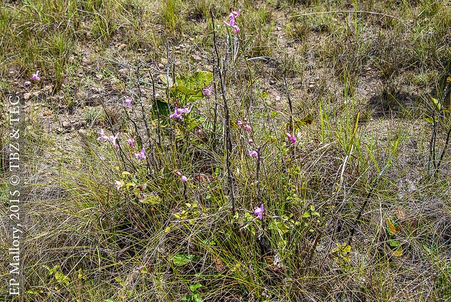 Bletia purpurea (Bletia purpurea)