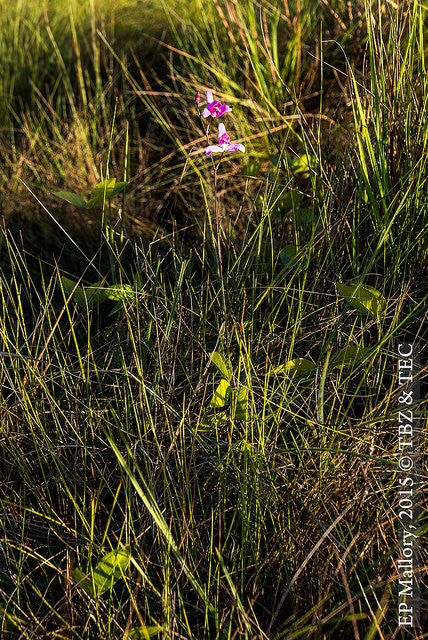 Bletia purpurea