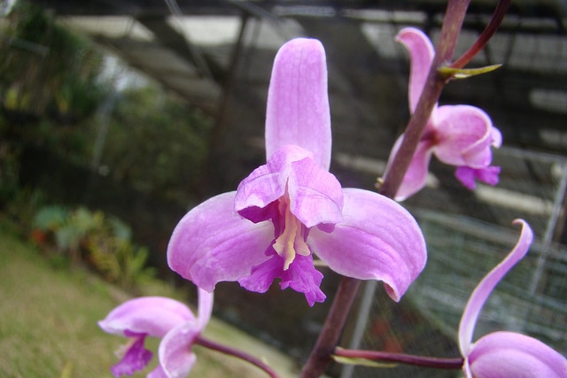 Bletia purpurea