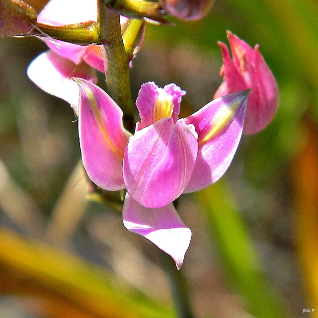Bletia purpurea