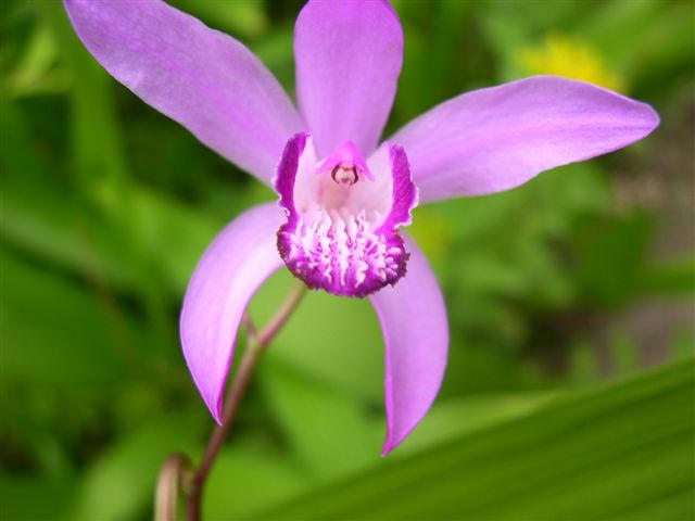 Orchidée jacinthe