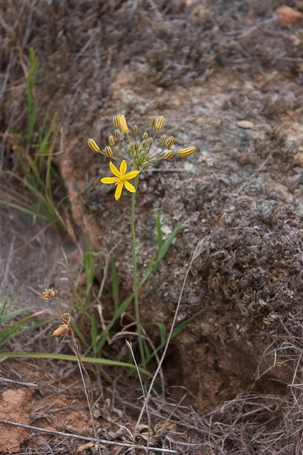 Bloomeria crocea (Bloomeria crocea)