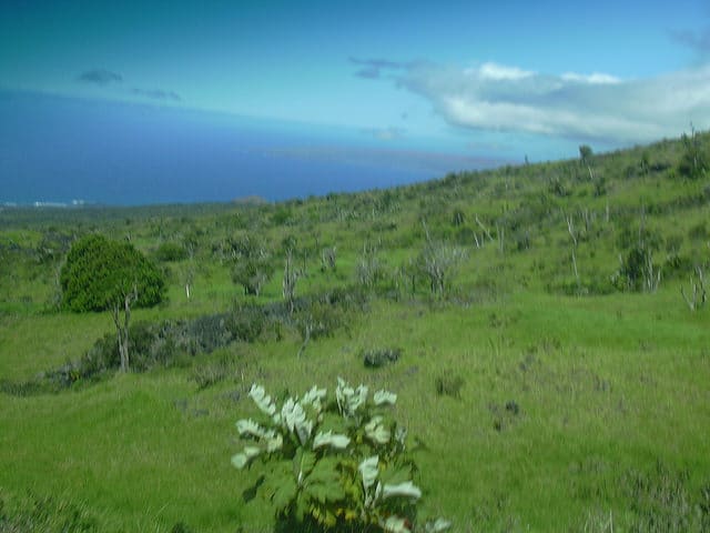 Bocconia frutescens