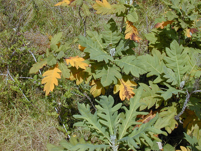 Bocconia frutescens