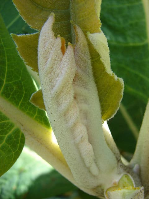 Bocconia frutescens