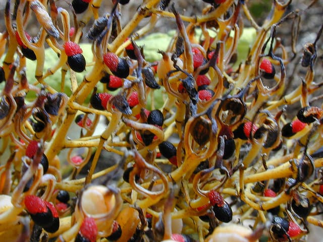 Bocconia frutescens