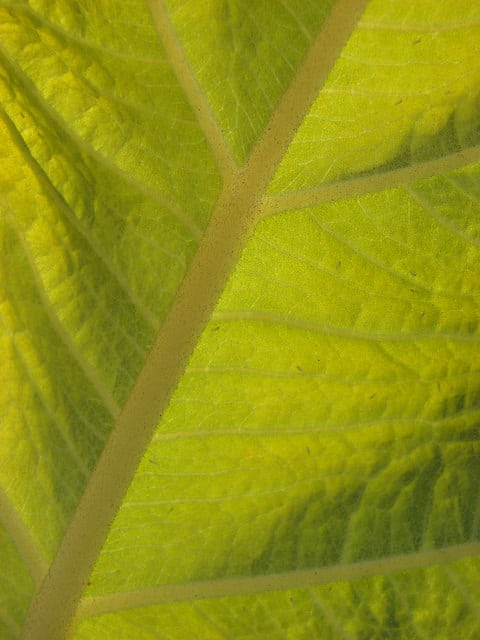 Bocconia frutescens