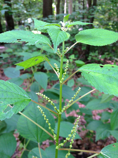 Boehmeria cylindrica (Boehmeria cylindrica)