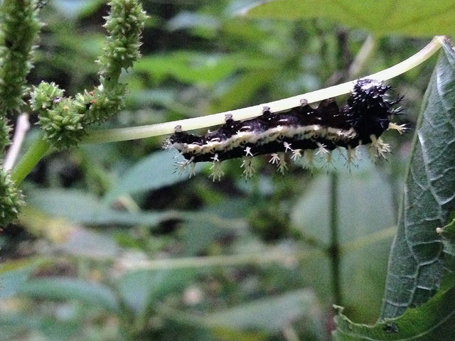 Boehmeria cylindrica