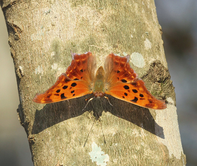Boehmeria cylindrica
