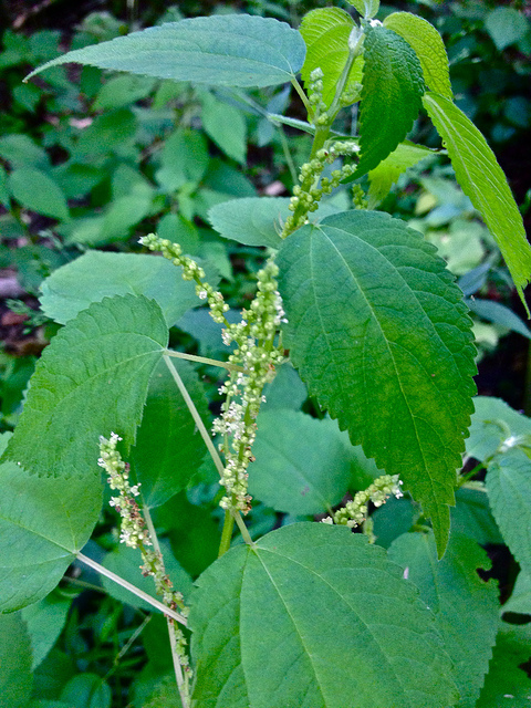 Boehmeria cylindrica