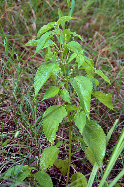 Boehmeria cylindrica
