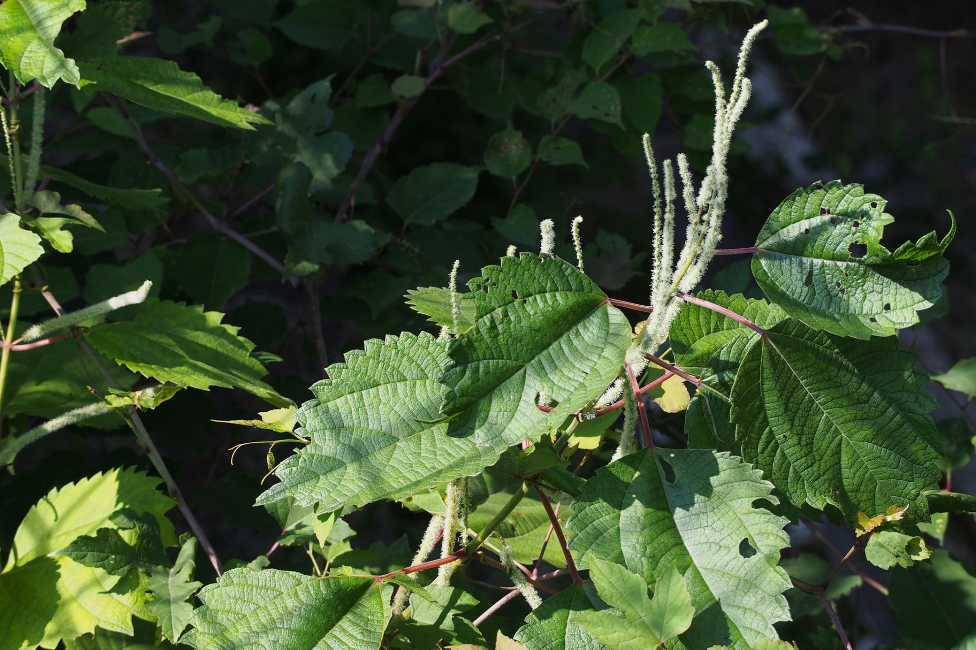 Boehmeria longispica