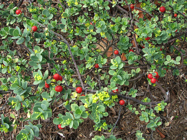 Ramie (Boehmeria nivea)