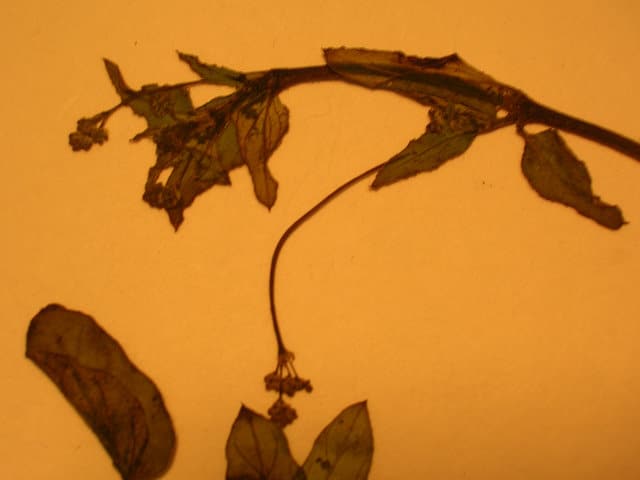 Boerhavia acutifolia