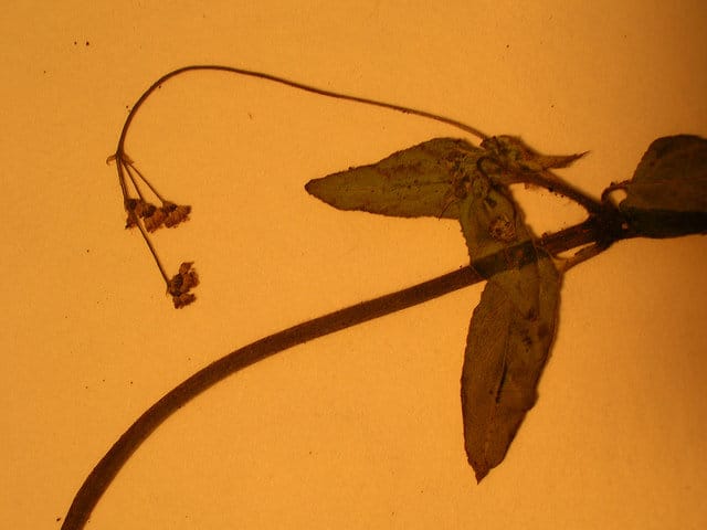 Boerhavia acutifolia