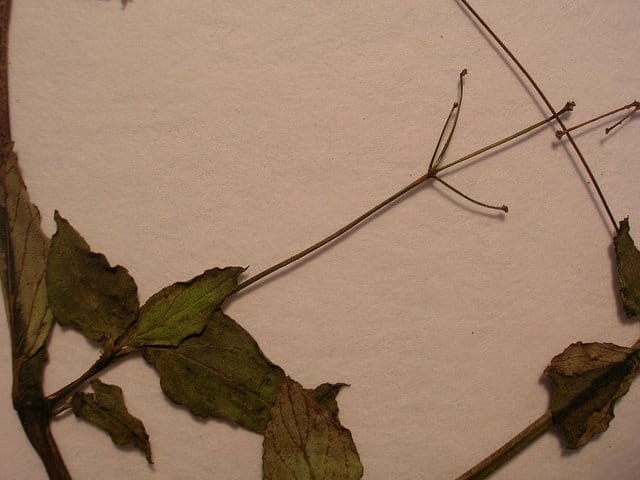 Boerhavia acutifolia