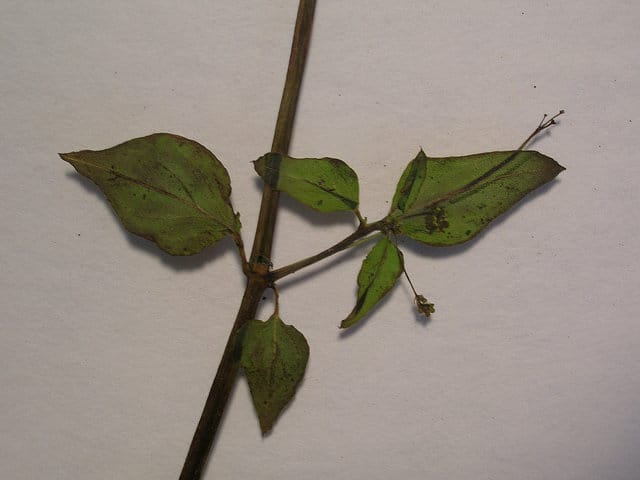 Boerhavia acutifolia