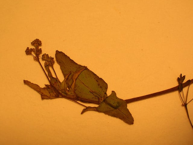 Boerhavia acutifolia