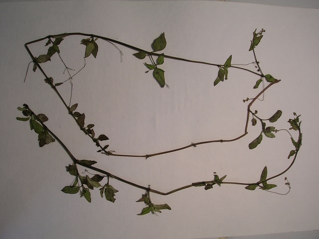 Boerhavia acutifolia (Boerhavia acutifolia)