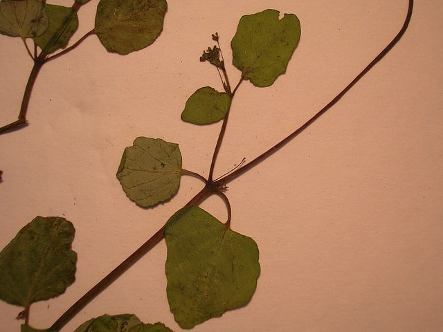 Boerhavia coccinea