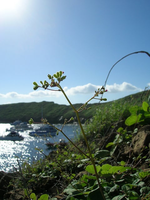 Boerhavia coccinea