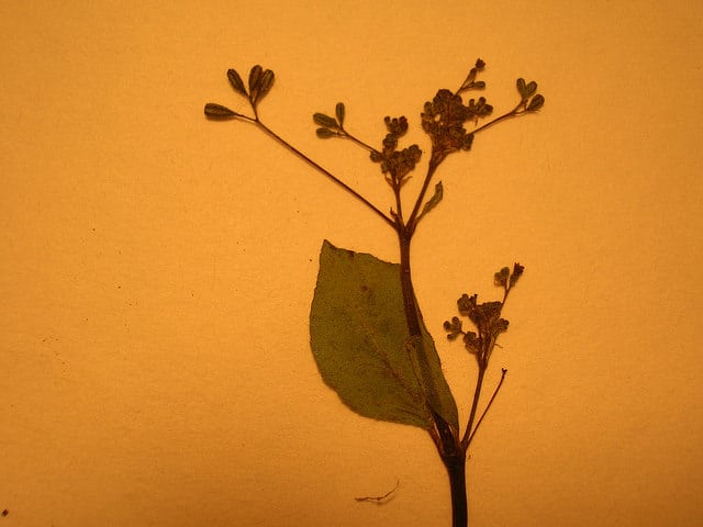 Boerhavia coccinea