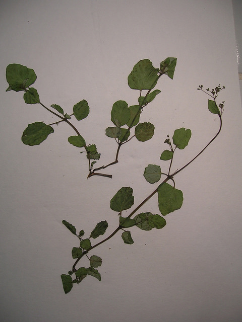 Boerhavia coccinea