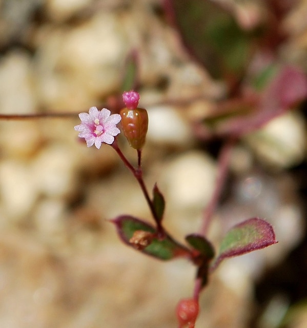 Boerhavia coulteri