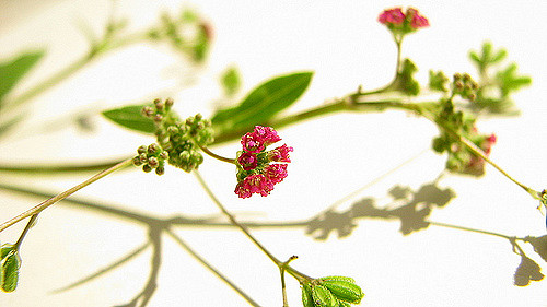 Boerhaavie diffuse