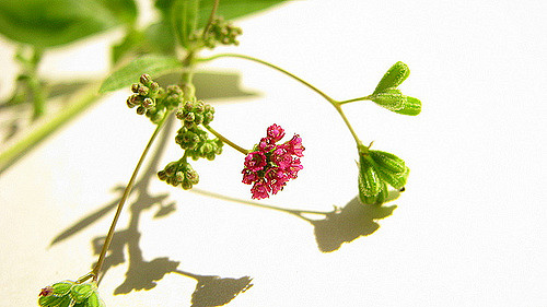 Boerhaavie diffuse