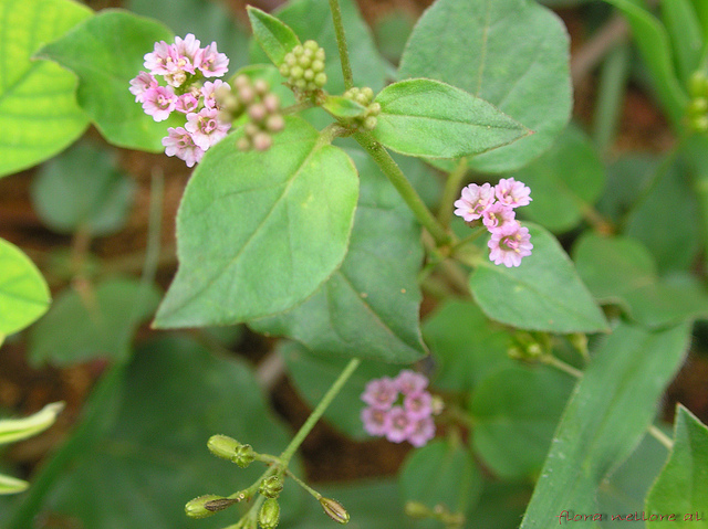 Boerhaavie diffuse (Boerhavia diffusa)