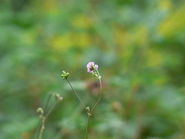 Boerhavia erecta