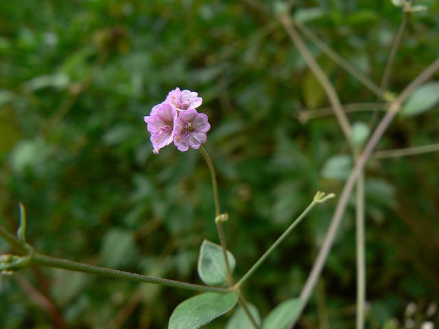 Boerhavia erecta
