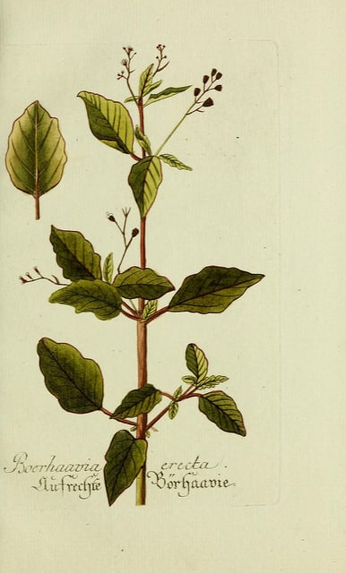 Boerhavia erecta