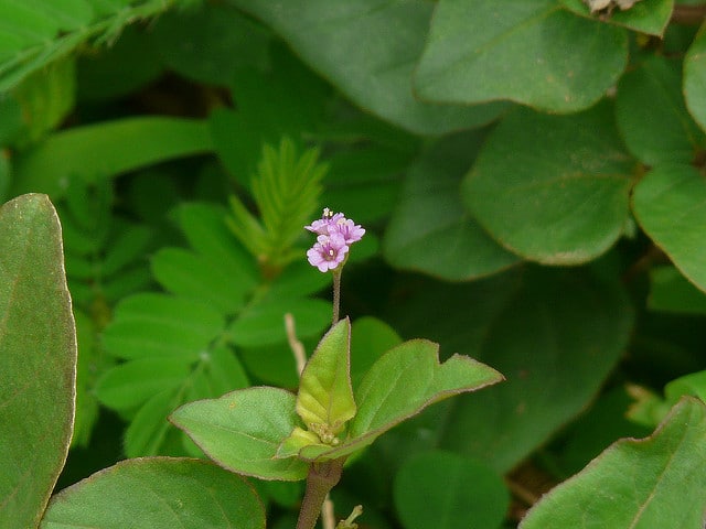Boerhavia erecta
