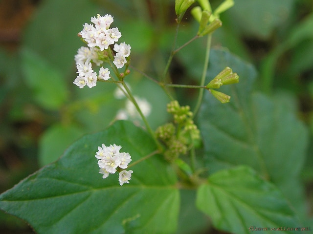 Boerhavia erecta