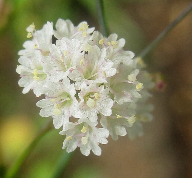 Boerhavia erecta
