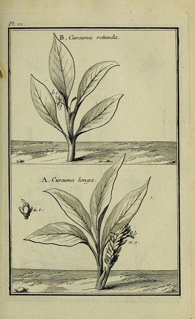 Boesenbergia rotunda
