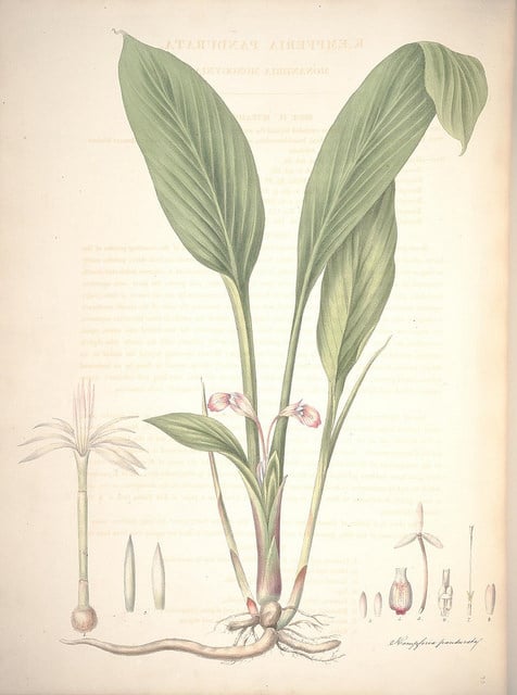 Boesenbergia rotunda