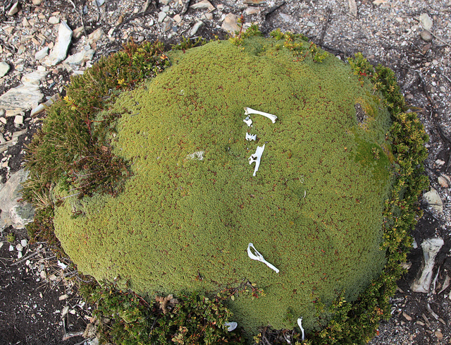 Bolax gummifera (Bolax gummifera)