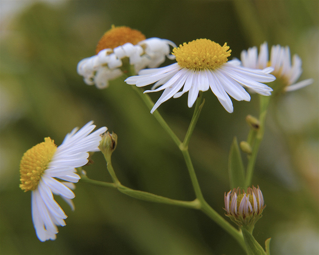 Boltonie (Boltonia asteroides)