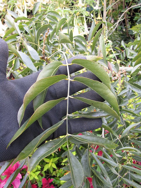 Glycine arbre