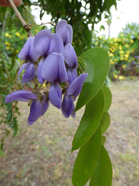 Glycine arbre