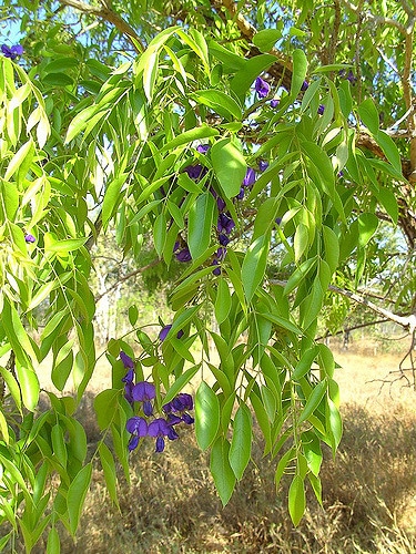 Glycine arbre