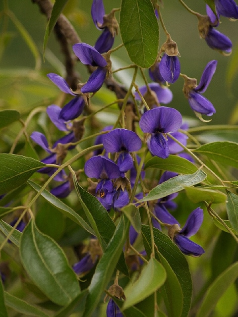 Glycine arbre