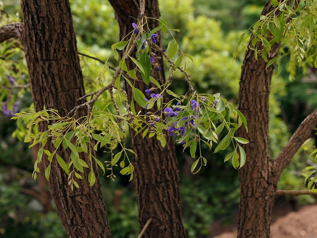Glycine arbre